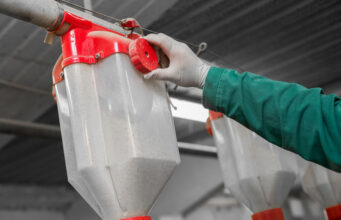 Zautomatyzowane systemy żywienia dla świń – dlaczego warto? system automatycznego karmienia